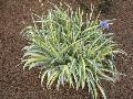 Variegated Sweet Iris, Dalmatian Iris / Iris pallida 